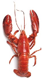 Homard