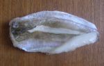 Filet de merlu blanc Findus