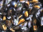 Moules  la marinire